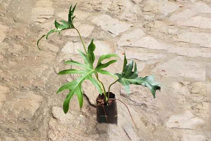 Como cuidar da planta guaimbé