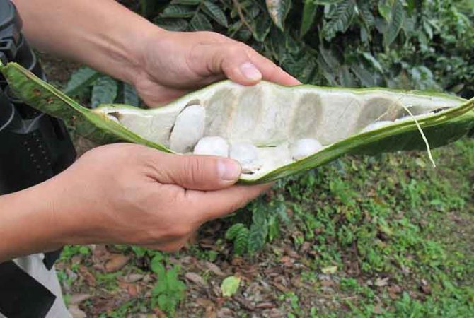 ‘Feijão-doce’? Conheça o ingá, fruta brasileira de polpa branca e sabor suave