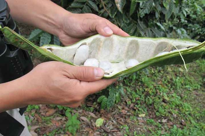 Ingá, a fruta conhecida como feijão-doce