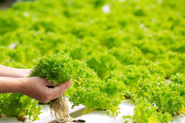 Normalmente, quando exposta ao cádmio, a alface ramifica suas raízes para buscar regiões menos contaminadas. Esse mecanismo ajuda a reter o metal nas raízes, reduzindo sua presença nas folhas. Contudo, os nanoplásticos alteram esse equilíbrio ao provocar estresse oxidativo, comparável à inflamação em organismos humanos.