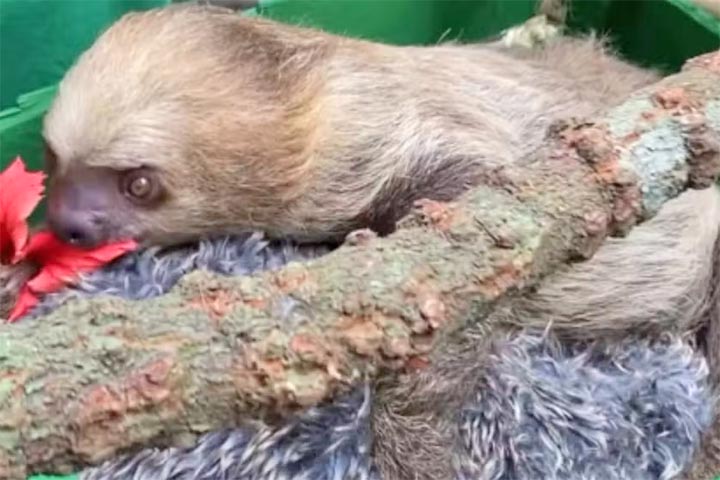 <p>Um exemplo é o bicho-preguiça Cacau, que mantém sua pelúcia mesmo depois de adulto — essas estratégias ajudam a reduzir o estresse e promovem o bem-estar dos animais resgatados.</p>
