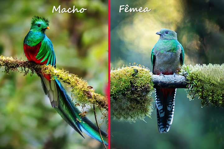 Machos e fêmeas diferem não apenas na cauda, mas também na intensidade das cores. Essa diferença garante que os machos se destaquem durante a reprodução, enquanto as fêmeas se camuflam melhor no ambiente para proteger os ninhos.