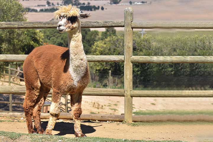 As alpacas, por outro lado, raramente são usadas para carga; sua criação é voltada quase exclusivamente para a produção de fibra.