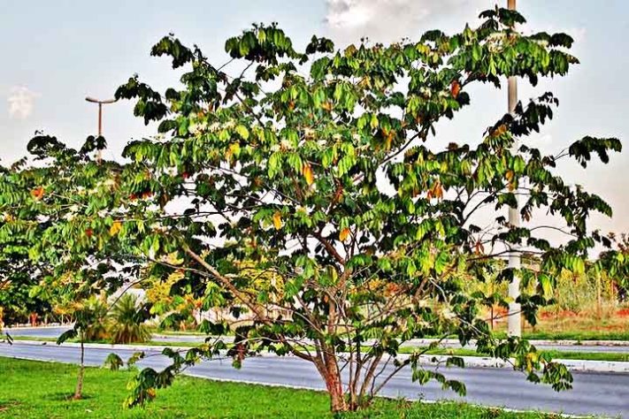 Ingá, a fruta conhecida como feijão-doce