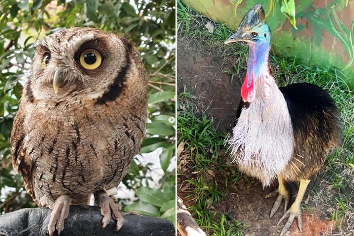 Projeto Selva Viva, zoológico brasileiro dedicado ao acolhimento e preservação de animais resgatados de situações de risco - Reprodução do Instagram @projetoselvaviva