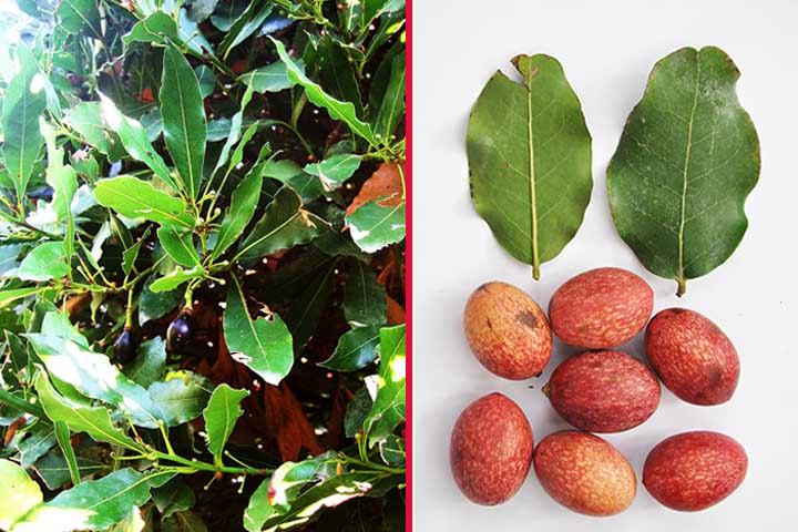 A dieta do quetzal é composta principalmente por frutas, especialmente do gênero <em>Lauraceae</em>. No entanto, ele também consome pequenos insetos e anfíbios, o que demonstra sua versatilidade alimentar.