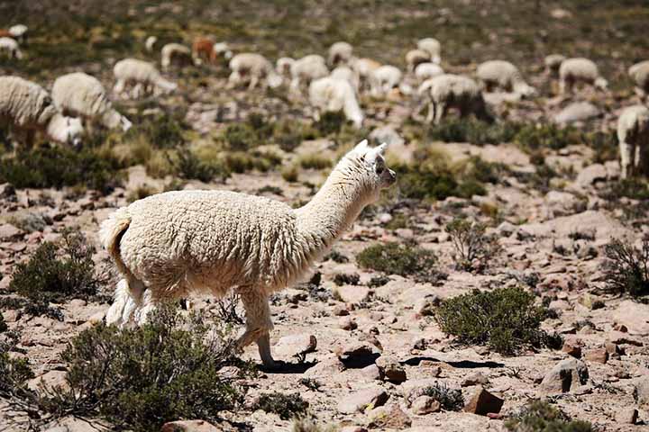 Em geral, alpacas tendem a ser mais tímidas e reservadas. Ambas se comunicam por meio de sons suaves, posturas corporais e movimentos das orelhas.