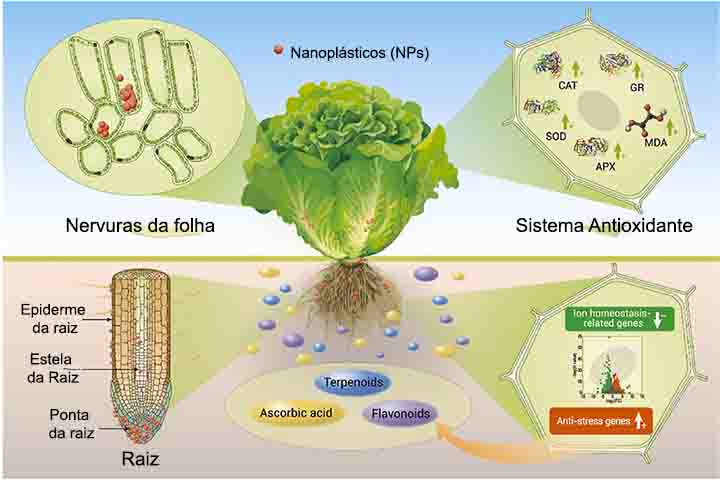 Segundo os pesquisadores, os nanoplásticos não participam de mecanismos ativos de transporte da planta. Em vez disso, são absorvidos passivamente em pequenas lacunas na superfície das raízes, especialmente em regiões de crescimento ativo. Essa característica explica sua maior presença nos tecidos foliares.
