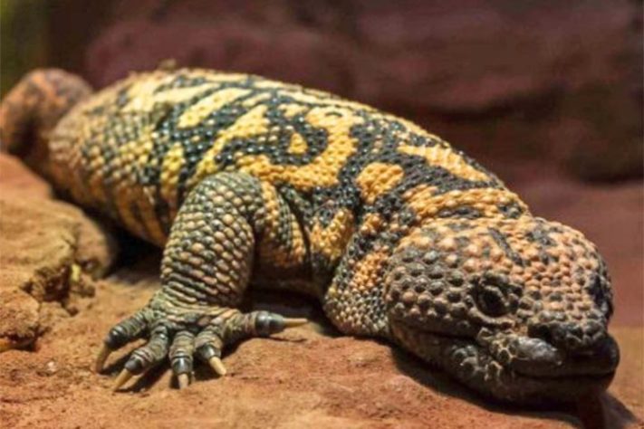 Projeto Selva Viva, zoológico brasileiro dedicado ao acolhimento e preservação de animais resgatados de situações de risco - Reprodução do Instagram @projetoselvaviva