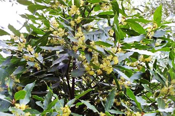 Ao se alimentar de frutas, o quetzal contribui para a dispersão de sementes nas florestas tropicais. Esse papel ecológico é fundamental para a regeneração e manutenção da biodiversidade local.