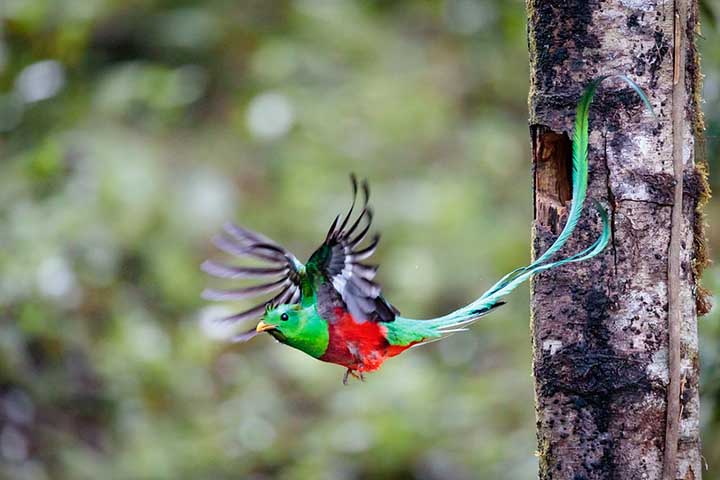 Durante a época de reprodução, os machos exibem sua cauda longa em voos espetaculares para atrair as fêmeas. Os ninhos são geralmente construídos em cavidades de árvores, onde ambos os pais cuidam dos filhotes.