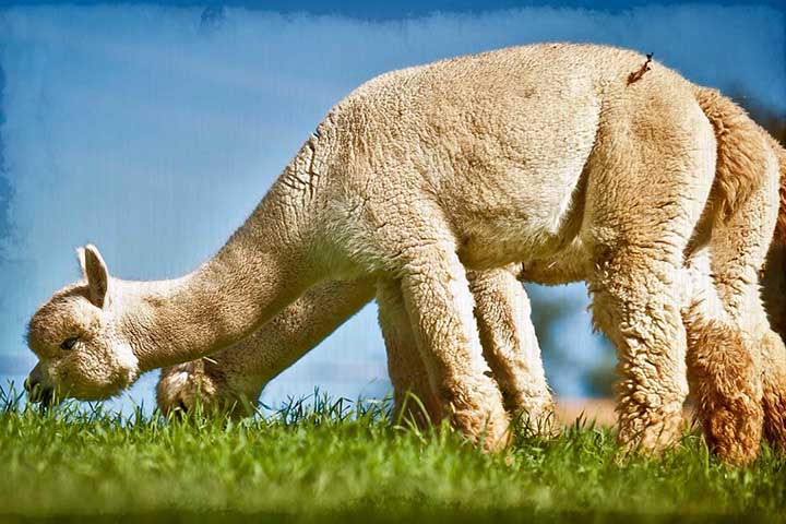A pelagem é outra grande diferença entre elas. A lã de alpaca é muito macia, leve e com excelente capacidade térmica, mantendo o calor mesmo em ambientes frios.