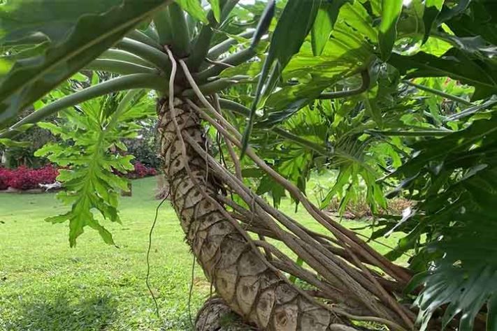 Como cuidar da planta guaimbé