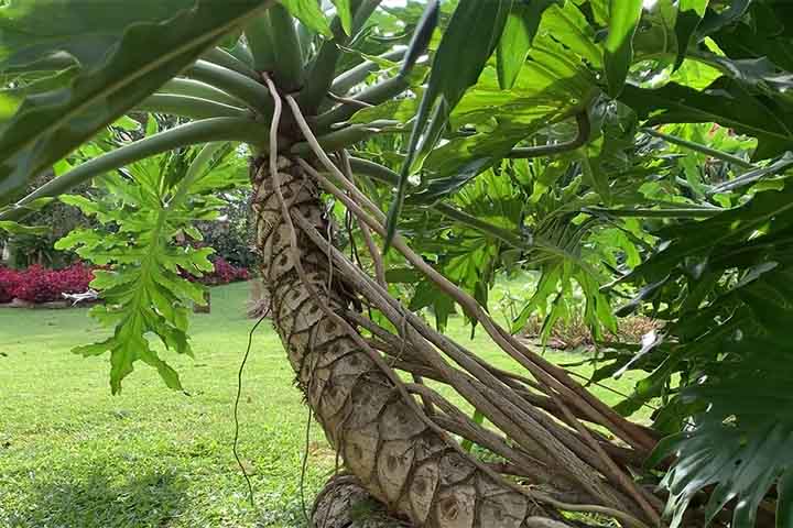 O guaimbé pode atingir grandes proporções ao longo do tempo, especialmente quando cultivado diretamente no solo. Por isso, é importante considerar o espaço disponível antes de plantá-lo. A limpeza periódica das folhas e a remoção de partes secas também ajudam a manter a planta bonita e saudável. Com esses cuidados simples, o guaimbé se torna um destaque verde em qualquer ambiente.
