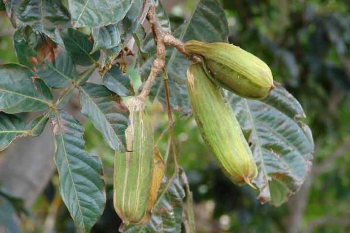 Ingá, a fruta conhecida como feijão-doce