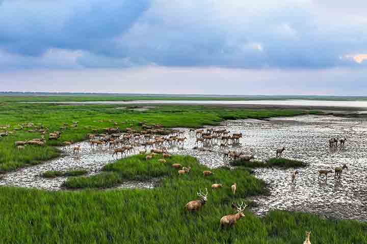 Yancheng é conhecida por sua biodiversidade e por abrigar reservas naturais importantes. A cidade combina tradição e modernidade, sendo um polo de turismo ecológico e cultural na província de Jiangsu.