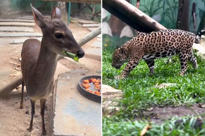 Projeto Selva Viva, zoológico brasileiro dedicado ao acolhimento e preservação de animais resgatados de situações de risco - Reprodução do Instagram @projetoselvaviva