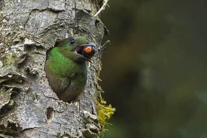 Os filhotes permanecem no ninho por várias semanas, sendo alimentados pelos pais até desenvolverem plumagem suficiente para voar. Esse cuidado parental reforça a importância da cooperação na sobrevivência da espécie.