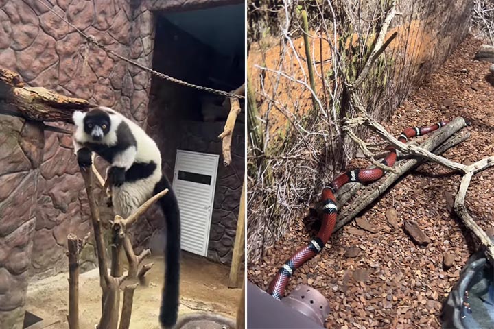 <p>Outra parte essencial do trabalho é o estímulo comportamental. A equipe cria desafios para incentivar hábitos naturais, como procurar alimento e explorar o ambiente.</p>
