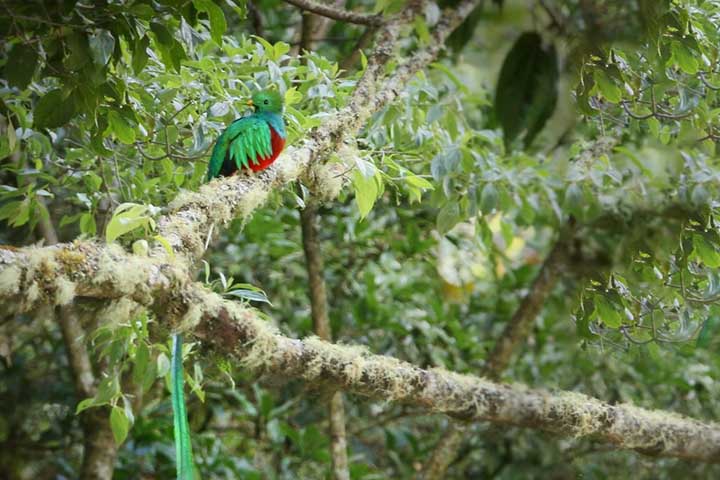 O quetzal prefere florestas nubladas e úmidas, onde a vegetação é densa e o clima é fresco. Esse habitat específico torna a espécie vulnerável ao desmatamento e às mudanças climáticas.