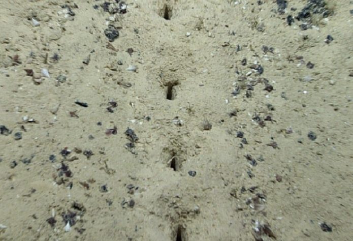 Cientistas encontram fileiras de buracos perfeitamente alinhados no fundo do oceano - Reprodução/NOAA