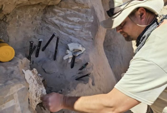 Dinossauro com menos de 1 kg achado na Argentina muda o que se sabe sobre a era dos gigantes – Divulgação/Minyoung Son, University of Minnesota