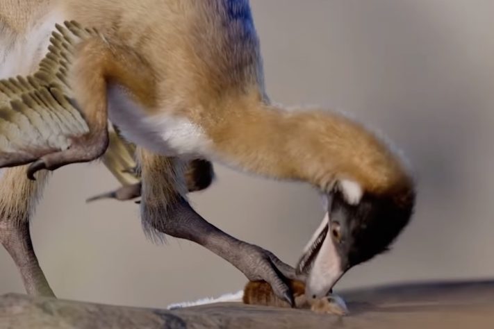 Alnashetri cerropoliciensis, dinossauro com menos de 1 kg achado na Argentina muda o que se sabe sobre a era dos gigantes – Reprodução