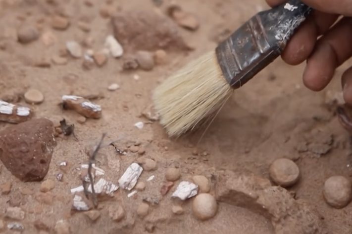 Dinossauro com menos de 1 kg achado na Argentina muda o que se sabe sobre a era dos gigantes – Reprodução/ABS-CBN News