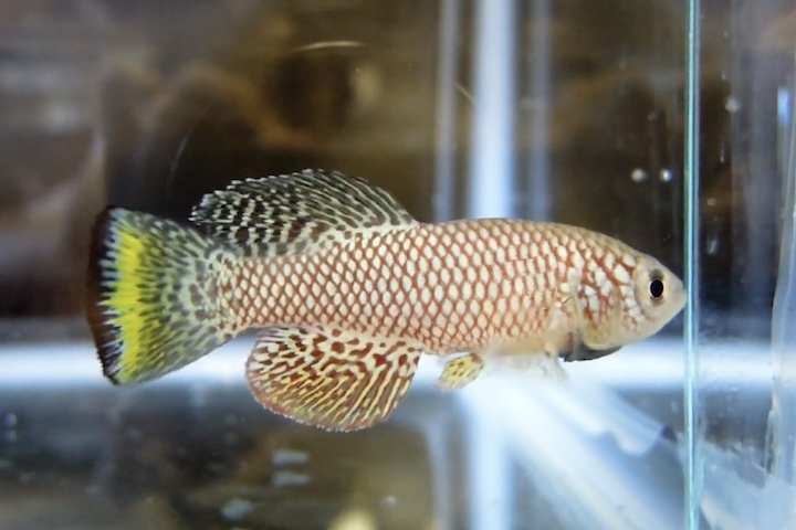 <p>Seu ciclo dura cerca de oito semanas, tempo necessário para crescer e espalhar ovos na lama antes que a água evapore por conta do calor escaldante africano.</p>
