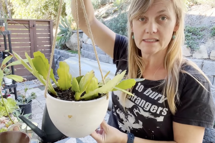 Por sua beleza exótica e o mistério de sua floração solitária, a rainha-da-noite se tornou uma das favoritas entre cultivadores de suculentas em todo o mundo. Muitas pessoas associam sua floração noturna a significados simbólicos ligados à renovação. 