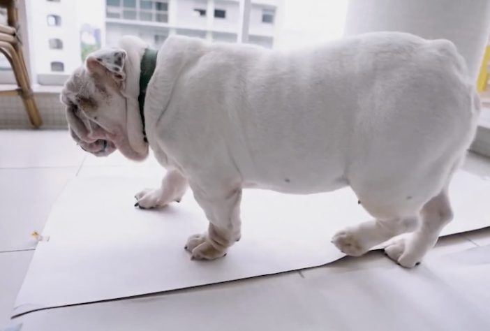 Após adotar cachorra, empresário cria tapete higiênico biodegradável para pets e projeta faturar R$ 2 milhões - Reprodução/TV Globo