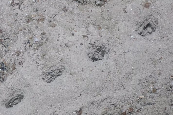 Cientistas encontram fileiras de buracos perfeitamente alinhados no fundo do oceano - Reprodução/NOAA