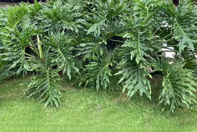 Guaimbé em casa: cuidados simples para uma planta exuberante