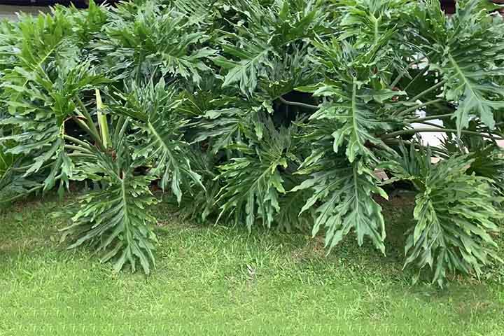 Guaimbé(Philodendron bipinnatifidum) - Reprodução do Youtube Canal Aprendiz de Jardinista