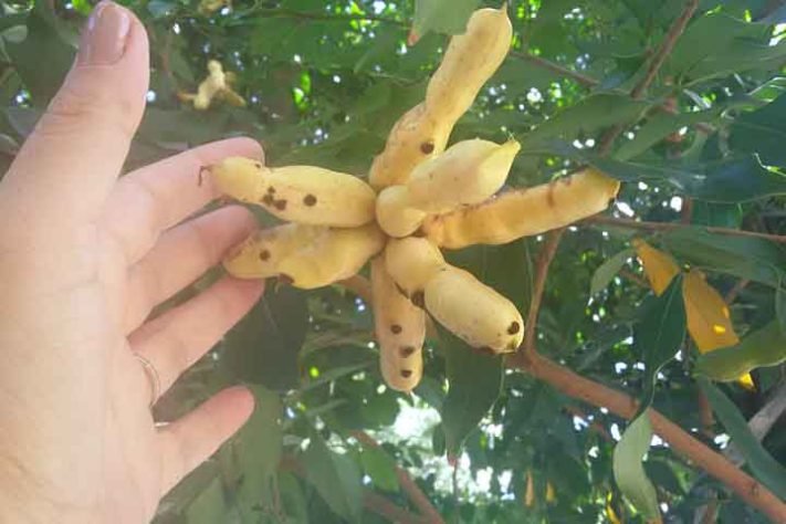 Ingá, a fruta conhecida como feijão-doce