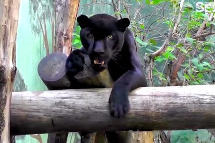 Projeto Selva Viva, zoológico brasileiro dedicado ao acolhimento e preservação de animais resgatados de situações de risco - Reprodução do Instagram @projetoselvaviva