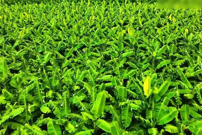 Resíduos agrícolas que se tornam combustível para indústrias _ Reprodução do Youtube Canal Poder da Indústria