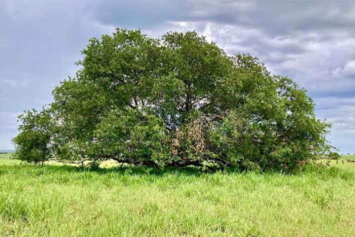 Ingá, a fruta conhecida como feijão-doce