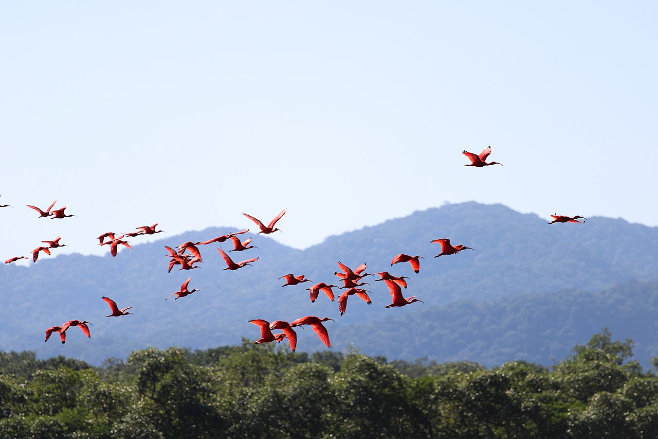 <p>O guará costuma viver em grupos, formando bandos que voam em sincronia sobre áreas alagadas. Esse comportamento coletivo ajuda na proteção contra predadores e na busca por alimento.</p>
