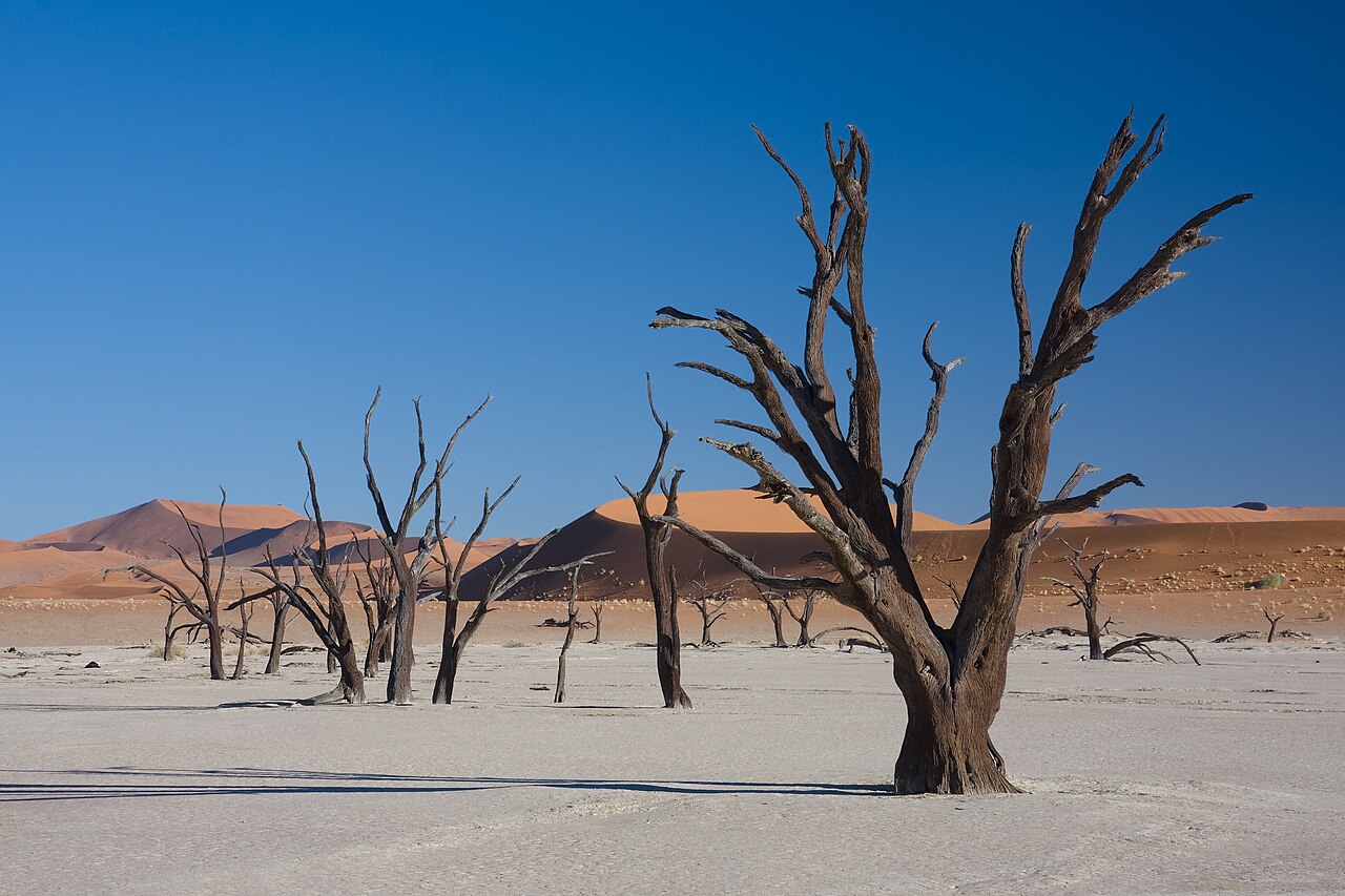 As árvores de Deadvlei morreram quando as fontes de água secaram, mas o clima árido impediu sua decomposição. Os troncos permaneceram petrificados, intactos até hoje. Caminhar entre elas é como testemunhar um passado congelado no tempo, o que torna o Deadvlei um dos maiores cartões-postais do país africano. 