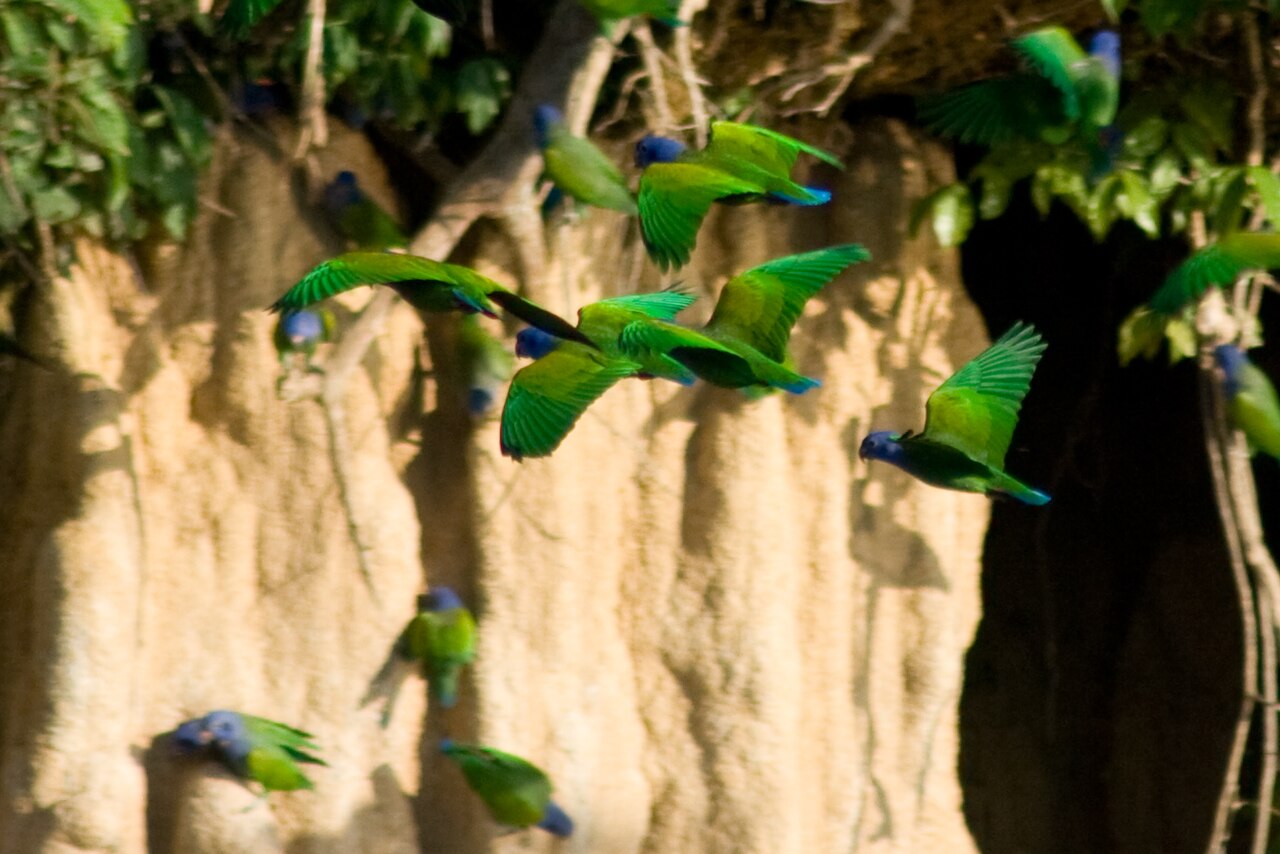 <p>O papagaio-de-cabeça-azul , encontrado na América do Sul, tem corpo verde com cabeça azul e detalhes avermelhados. Vive em florestas e áreas abertas, formando pequenos grupos. É conhecido pelo comportamento discreto e vocalização suave.</p>
