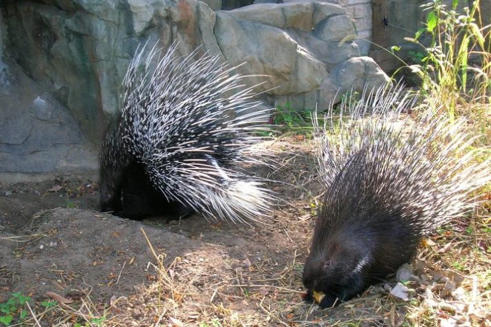 Porco-espinho (animal) | Flickr - Cindy