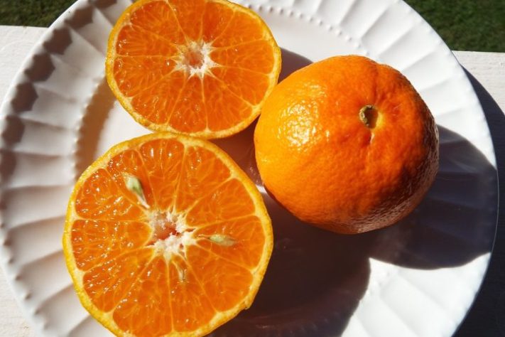 Tangerina ponkan (Citrus reticulata) | Flickr - Forest and Kim Starr