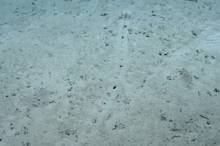 Cientistas encontram fileiras de buracos perfeitamente alinhados no fundo do oceano - Reprodução/NOAA