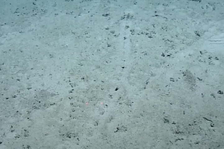 <p>Descobertas desse tipo sÃ£o fundamentais para a compreensÃ£o de ciclos globais, como o do carbono, e para o estudo da evoluÃ§Ã£o da vida em condiÃ§Ãµes extremas de total ausÃªncia de luz.</p>
