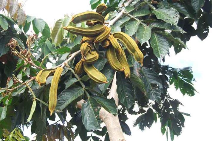Ingá, a fruta conhecida como feijão-doce