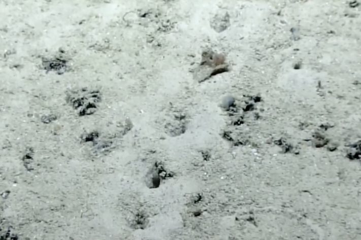 Cientistas encontram fileiras de buracos perfeitamente alinhados no fundo do oceano - Reprodução/NOAA
