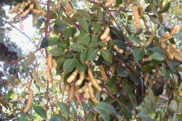 Ingá, a fruta conhecida como feijão-doce