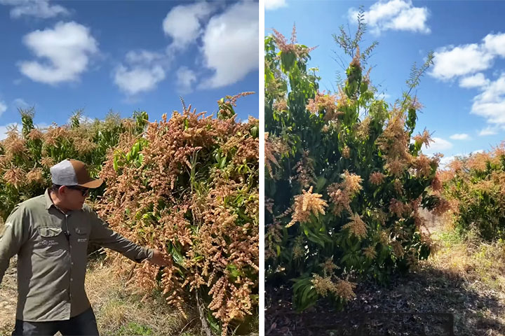 Nas plantas, os nanoplásticos provocam estresse oxidativo, que é um desequilíbrio entre radicais livres e mecanismos de defesa antioxidantes. Esse processo compromete funções vitais e aumenta a vulnerabilidade a outros contaminantes.