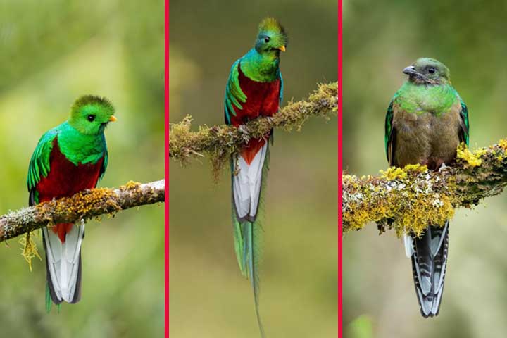 O quetzal é uma das espécies mais desejadas por observadores de aves. Sua raridade e beleza tornam cada avistamento um evento memorável, atraindo ecoturistas de todo o mundo.